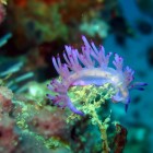 koh doc mai nudibranche koh doc mai nudibranche