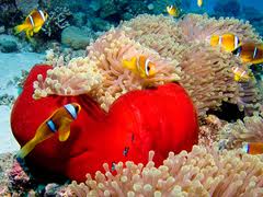 anemone reef nemo anemone reef nemo