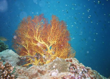 Racha noi corail