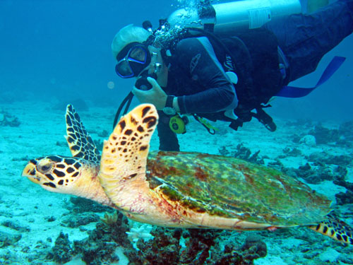 Racha yai turtle Racha yai turtle